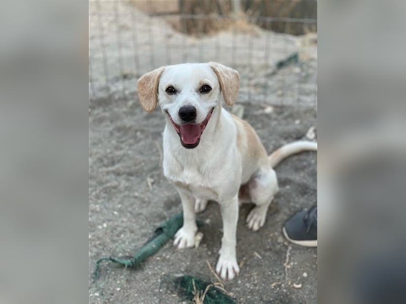 Kalli sucht sein zu Hause!❤️