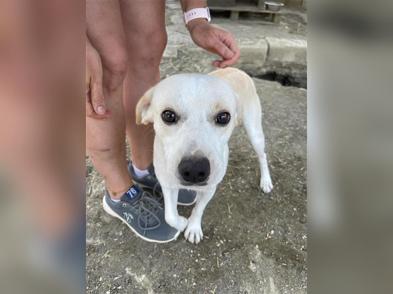 Kalli sucht sein zu Hause!❤️