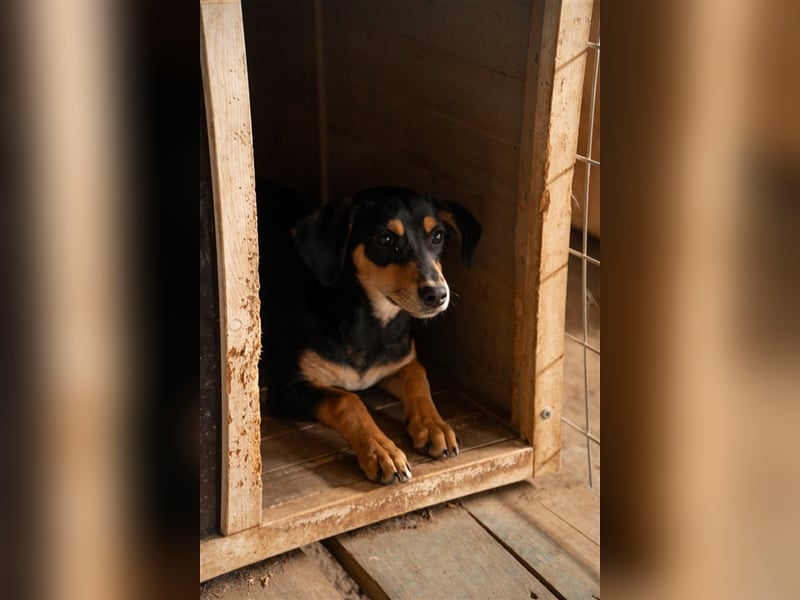 Susi sucht ihr zu Hause! ❤️