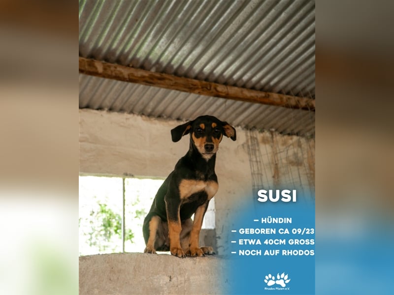 Susi sucht ihr zu Hause! ❤️