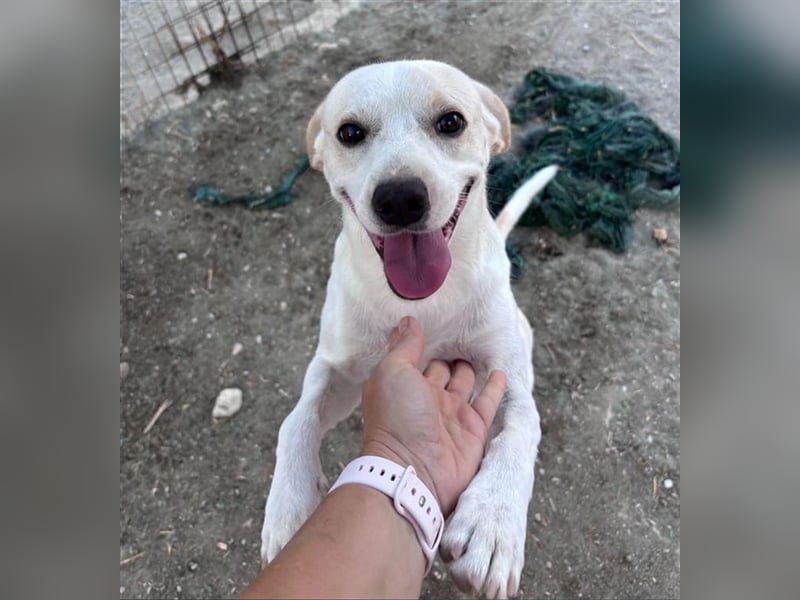 Kalli sucht sein zu Hause!❤️