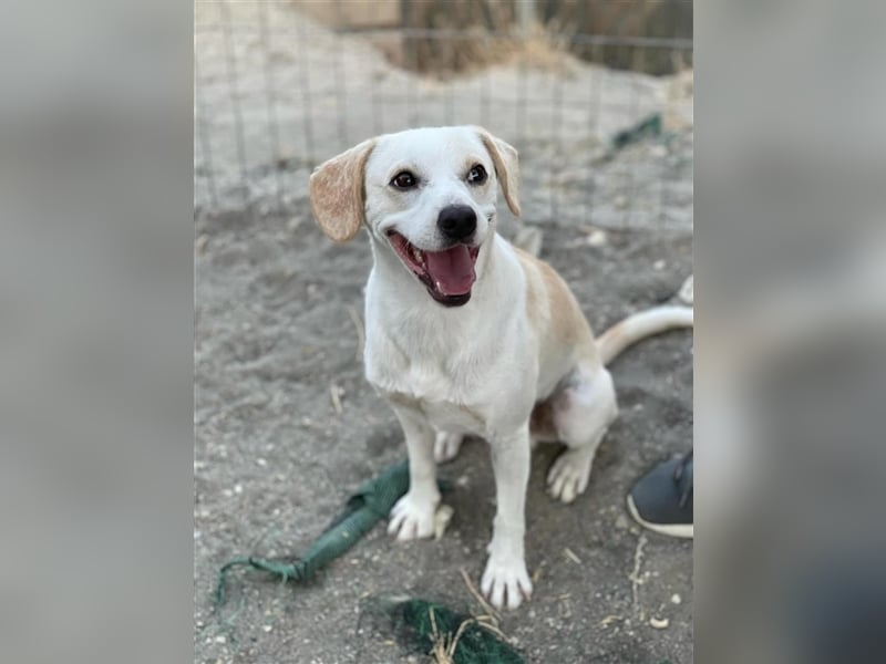 Kalli sucht sein zu Hause!❤️