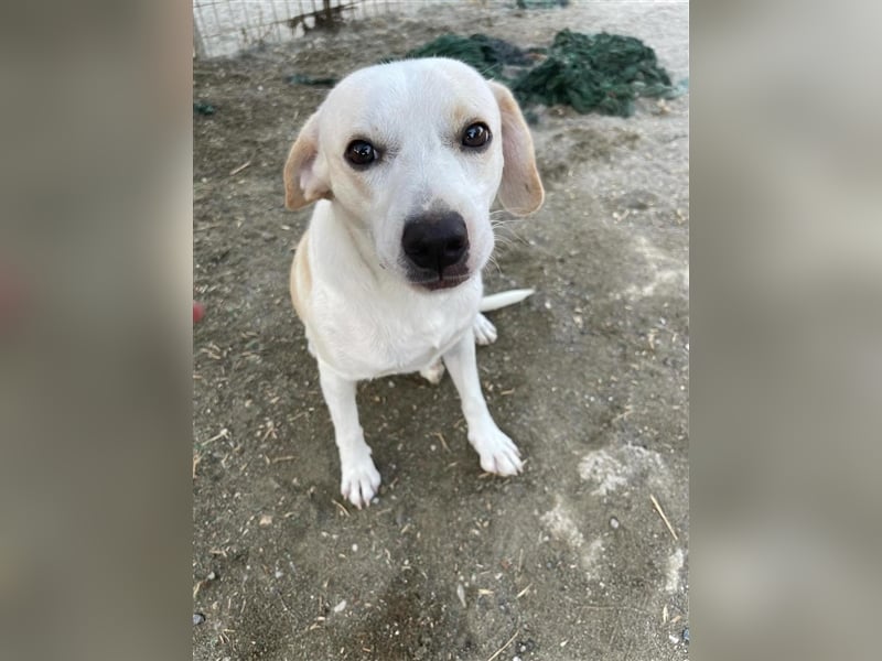 Kalli sucht sein zu Hause!❤️