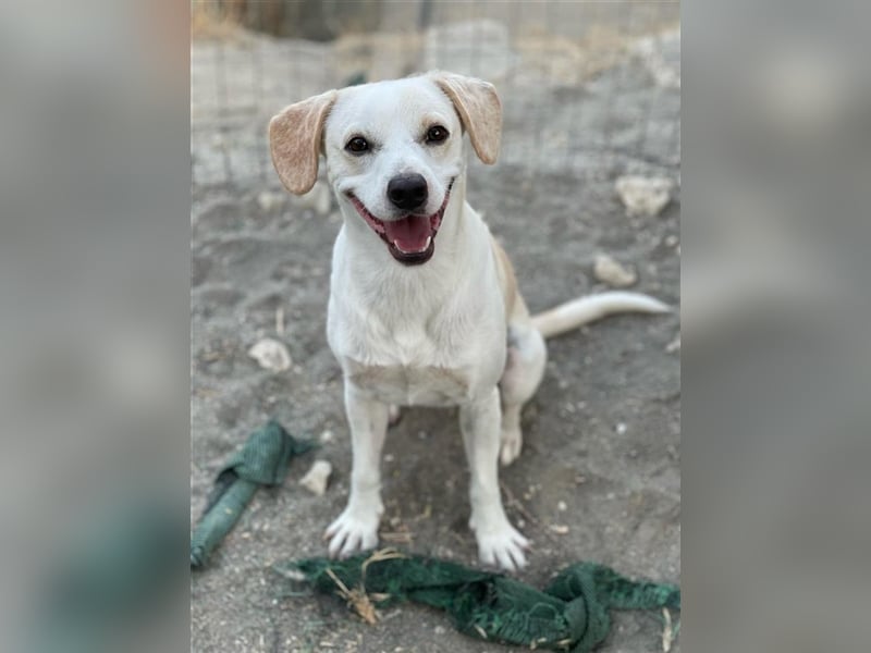 Kalli sucht sein zu Hause!❤️