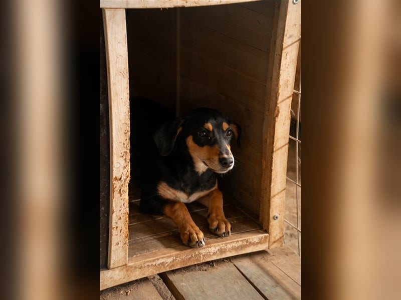 Susi sucht ihr zu Hause! ❤️