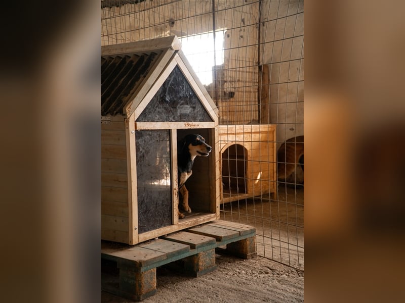 Susi sucht ihr zu Hause! ❤️