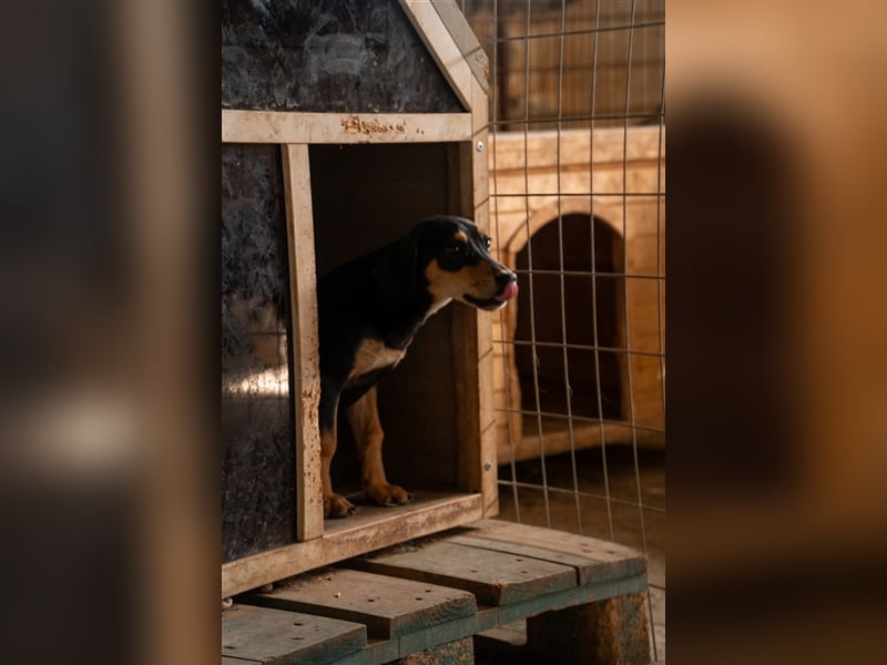 Susi sucht ihr zu Hause! ❤️