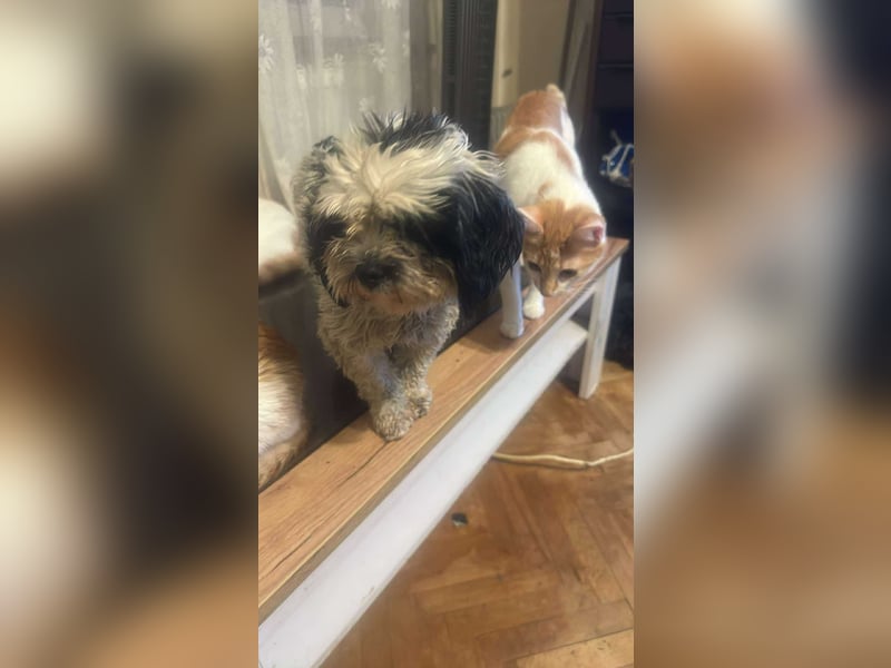 Sunshine, mit mir kommt Sonne ins Haus