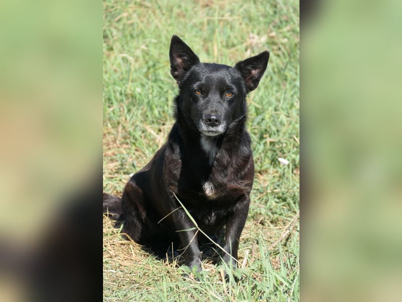 OTTO - schüchterner Rüde sucht verständnisvolles Zuhause