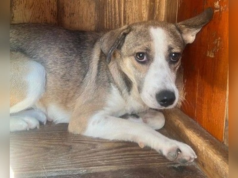 Schüchterne, bildschöne Judy sucht liebevolles Zuhause