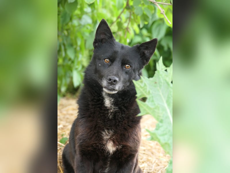 OTTO - schüchterner Rüde sucht verständnisvolles Zuhause