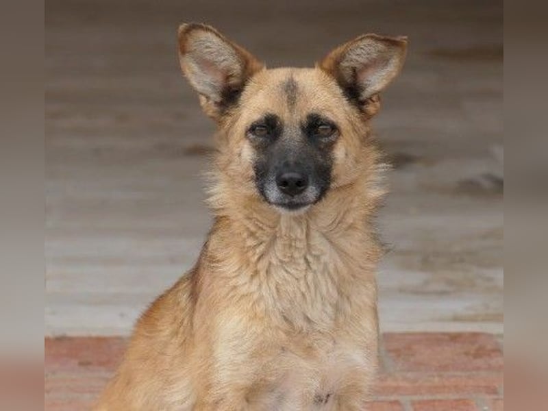 Liebe und sanfte Flurina sucht ihre Menschen