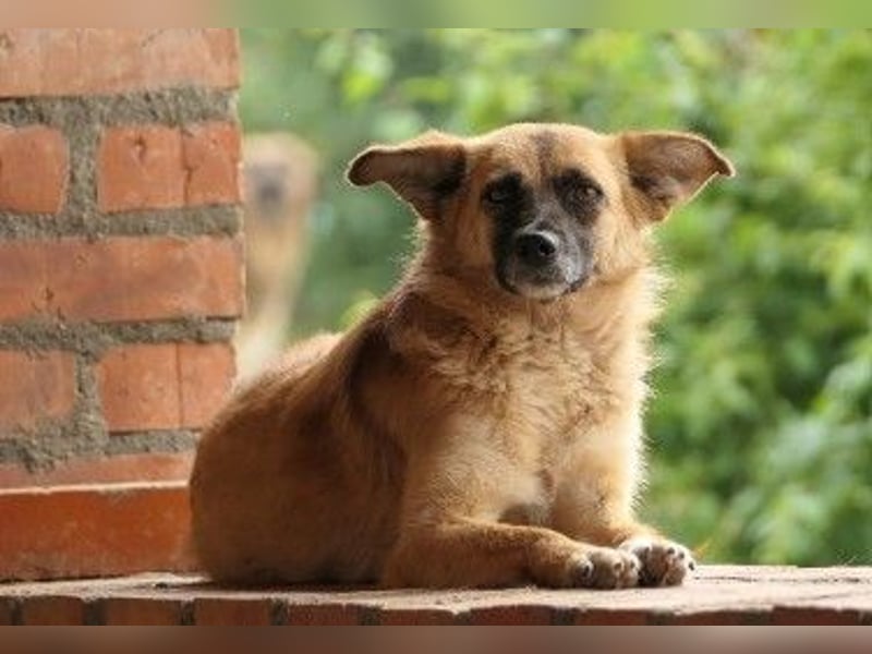 Liebe und sanfte Flurina sucht ihre Menschen