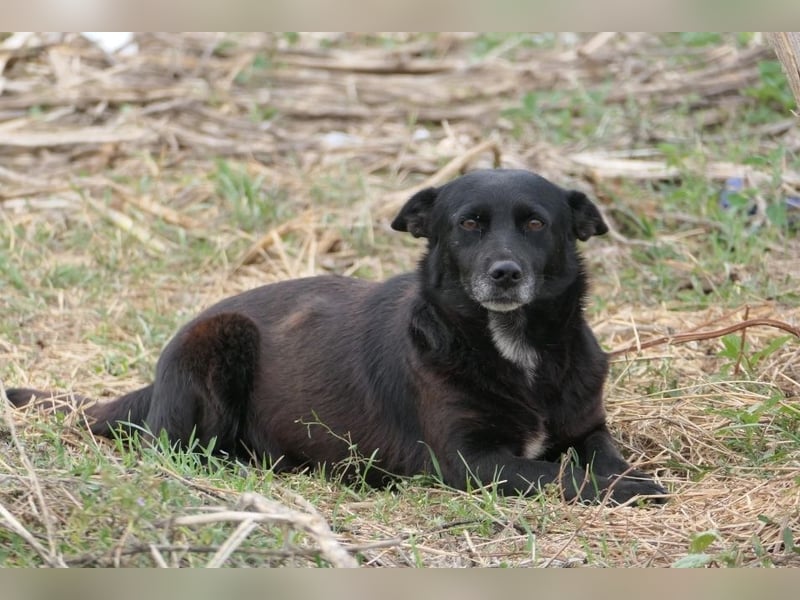 OTTO - schüchterner Rüde sucht verständnisvolles Zuhause
