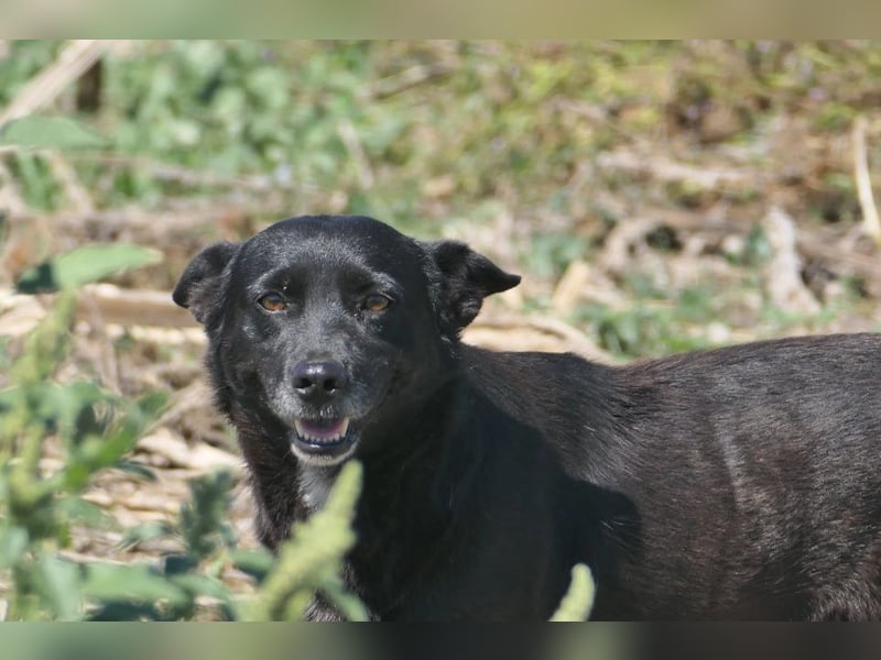 OTTO - schüchterner Rüde sucht verständnisvolles Zuhause