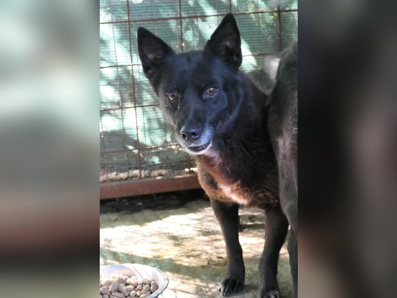 OTTO - schüchterner Rüde sucht verständnisvolles Zuhause
