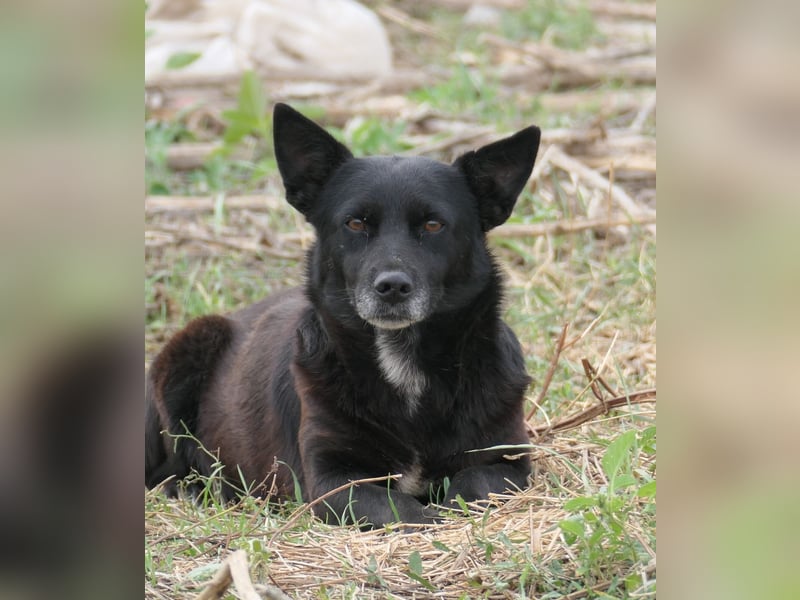OTTO - schüchterner Rüde sucht verständnisvolles Zuhause
