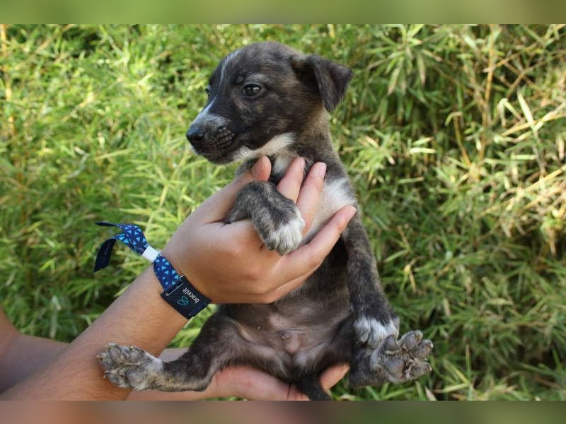 BRÖSEL - auf der Suche nach seiner liebevollen "Für-immer-Familie"