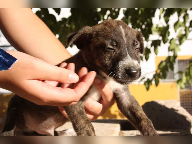 BRÖSEL - auf der Suche nach seiner liebevollen "Für-immer-Familie"