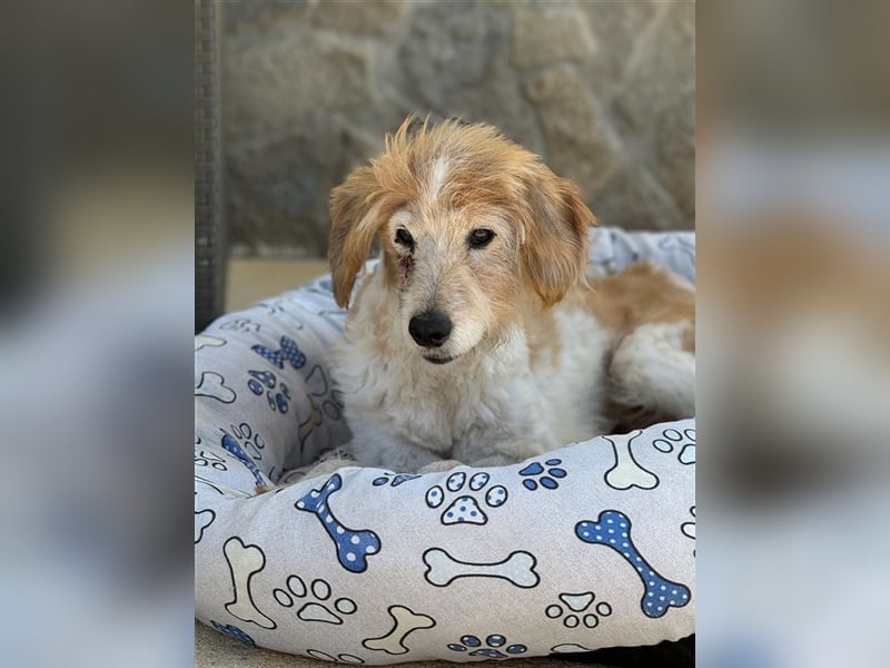 FINLEY-wahrer Engel, tapferer Held