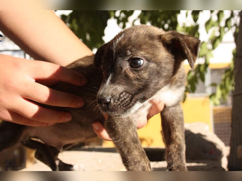 BRÖSEL - auf der Suche nach seiner liebevollen "Für-immer-Familie"