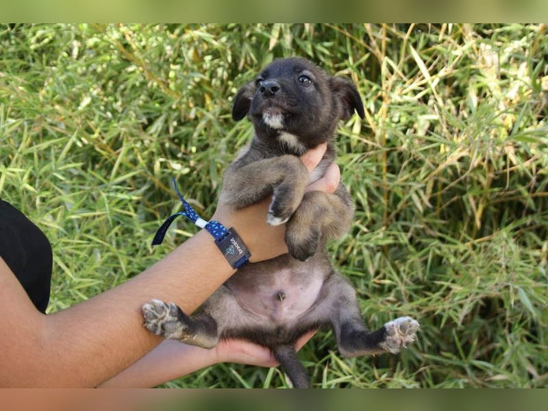 BERT-süsser Hundebub wartet sehnsüchtig auf seine liebevolle "Für-immer-Familie"