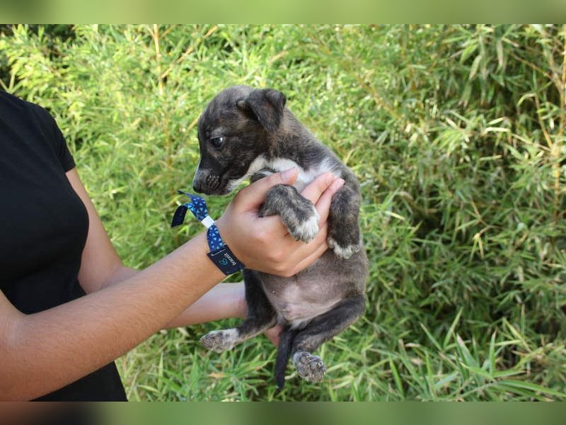 BRÖSEL - auf der Suche nach seiner liebevollen "Für-immer-Familie"