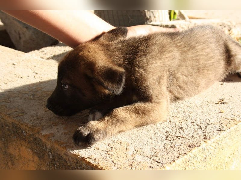 BERT-süsser Hundebub wartet sehnsüchtig auf seine liebevolle "Für-immer-Familie"
