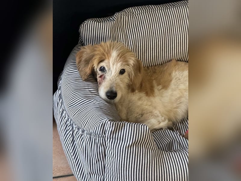 FINLEY-wahrer Engel, tapferer Held