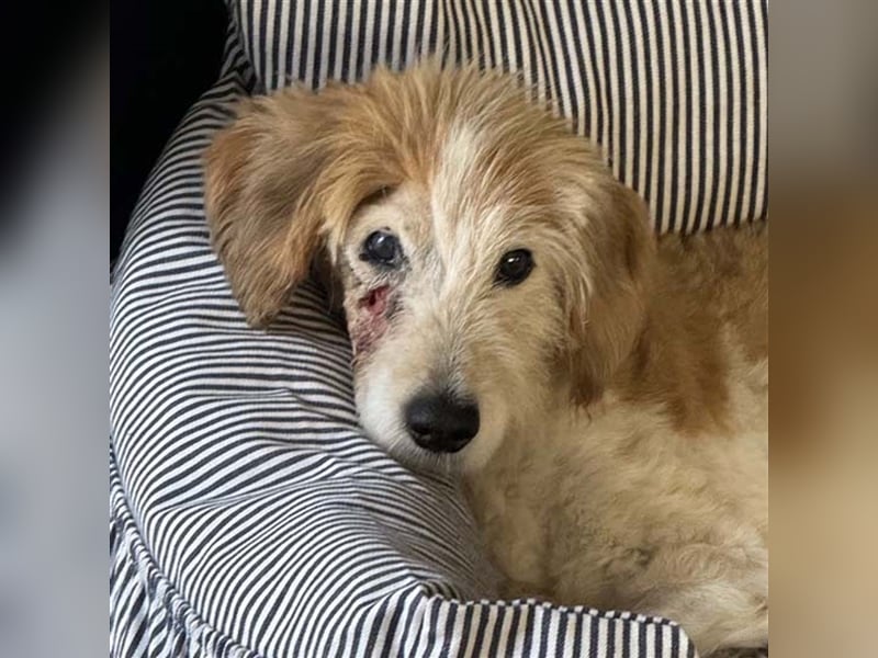 FINLEY-wahrer Engel, tapferer Held