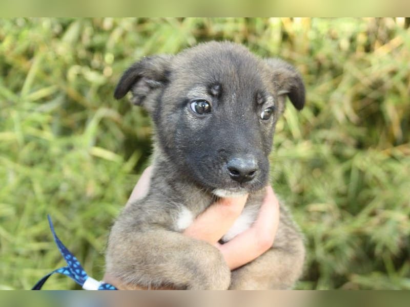 BERT-süsser Hundebub wartet sehnsüchtig auf seine liebevolle "Für-immer-Familie"