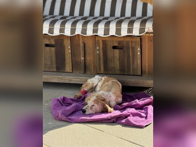 FINLEY-wahrer Engel, tapferer Held