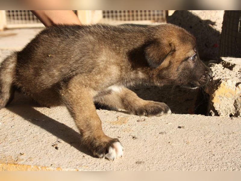 BERT-süsser Hundebub wartet sehnsüchtig auf seine liebevolle "Für-immer-Familie"