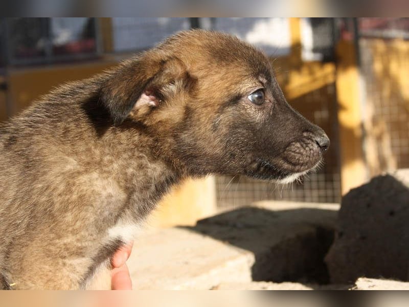 BERT-süsser Hundebub wartet sehnsüchtig auf seine liebevolle "Für-immer-Familie"