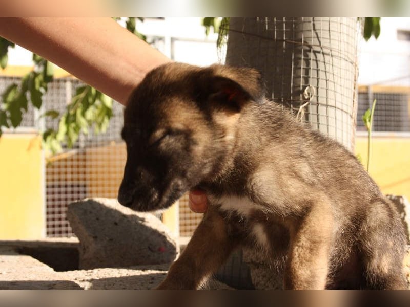 BERT-süsser Hundebub wartet sehnsüchtig auf seine liebevolle "Für-immer-Familie"