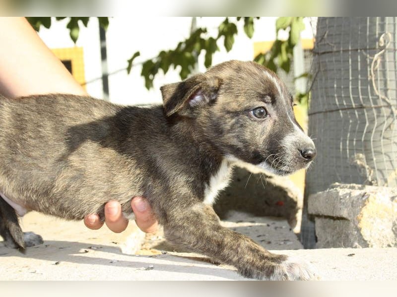 BRÖSEL - auf der Suche nach seiner liebevollen "Für-immer-Familie"