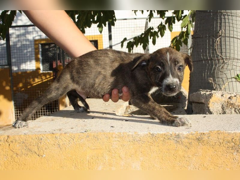 BRÖSEL - auf der Suche nach seiner liebevollen "Für-immer-Familie"