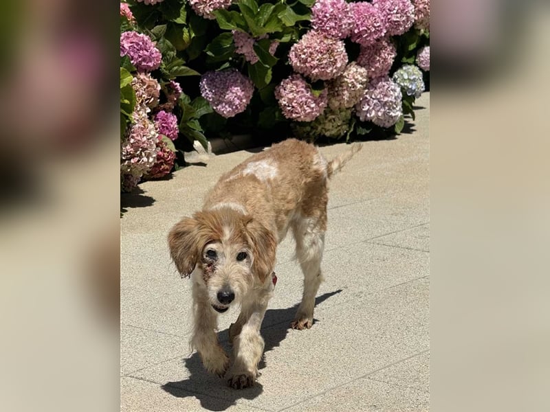 FINLEY-wahrer Engel, tapferer Held