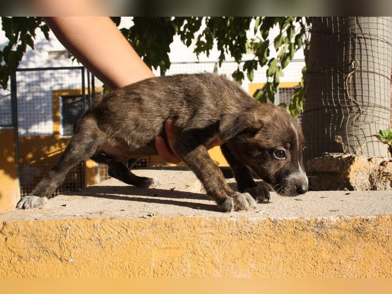 BRÖSEL - auf der Suche nach seiner liebevollen "Für-immer-Familie"