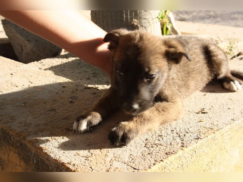BERT-süsser Hundebub wartet sehnsüchtig auf seine liebevolle "Für-immer-Familie"