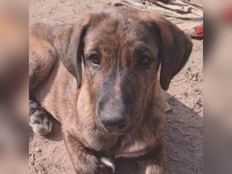 ARGOS-liebt die Nähe und die Zuneigung des Menschen