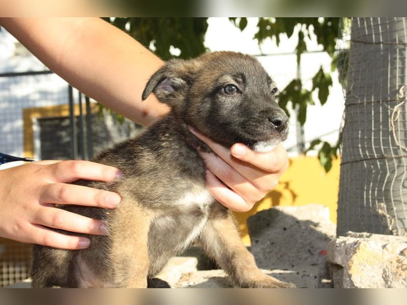 BERT-süsser Hundebub wartet sehnsüchtig auf seine liebevolle "Für-immer-Familie"