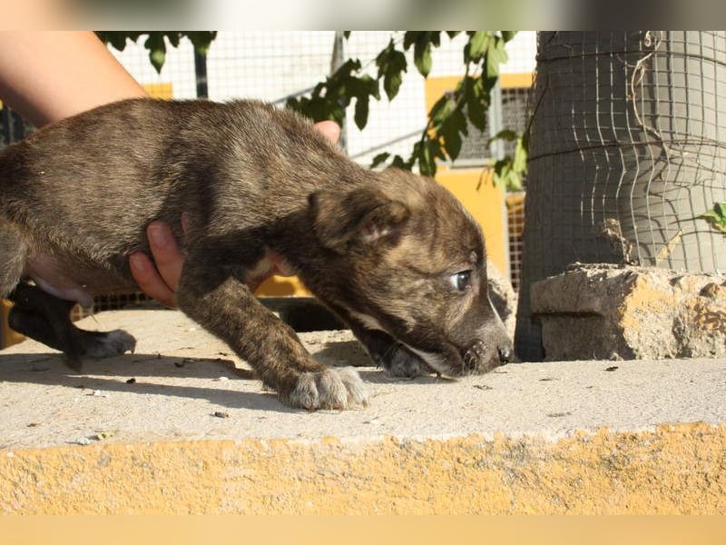 BRÖSEL - auf der Suche nach seiner liebevollen "Für-immer-Familie"