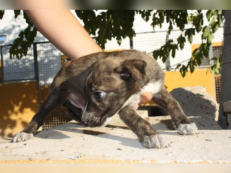 BRÖSEL - auf der Suche nach seiner liebevollen "Für-immer-Familie"