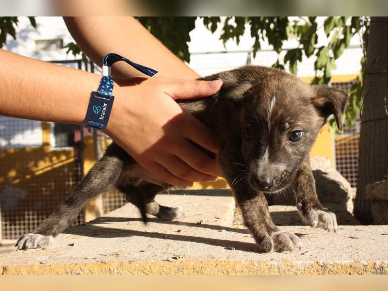 BRÖSEL - auf der Suche nach seiner liebevollen "Für-immer-Familie"