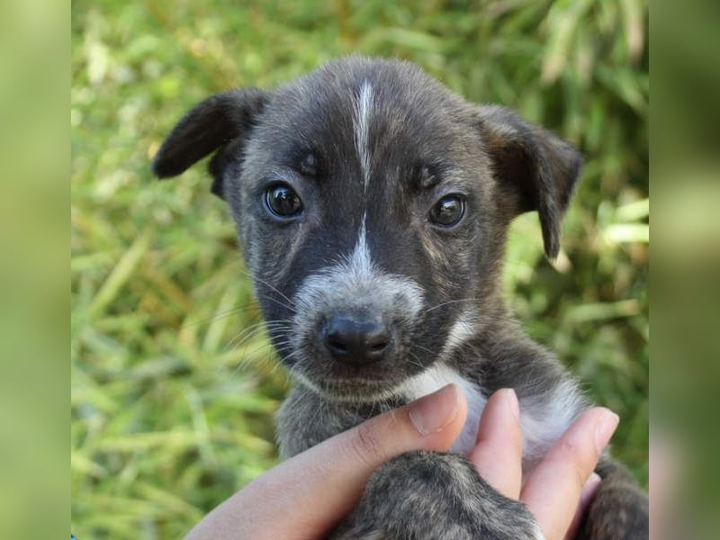 BRÖSEL - auf der Suche nach seiner liebevollen "Für-immer-Familie"