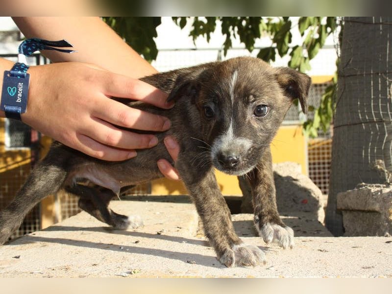 BRÖSEL - auf der Suche nach seiner liebevollen "Für-immer-Familie"
