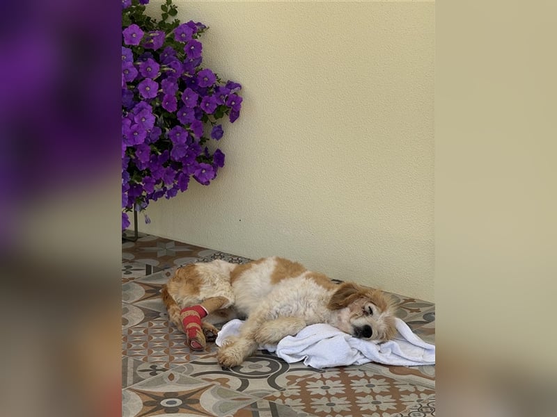 FINLEY-wahrer Engel, tapferer Held