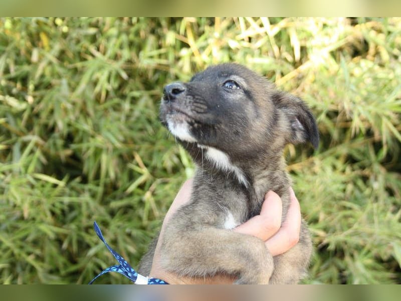 BERT-süsser Hundebub wartet sehnsüchtig auf seine liebevolle "Für-immer-Familie"