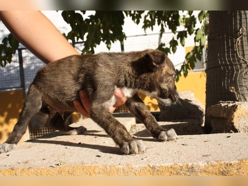 BRÖSEL - auf der Suche nach seiner liebevollen "Für-immer-Familie"